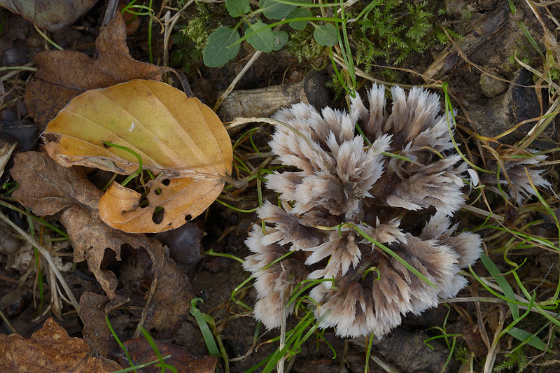 Thelephora penicillata